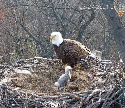 eagle and eaglet