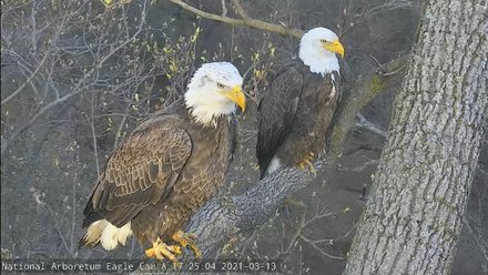 bald eagles