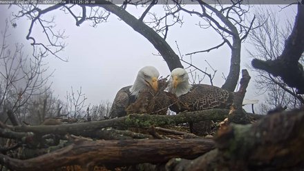 bald eagle