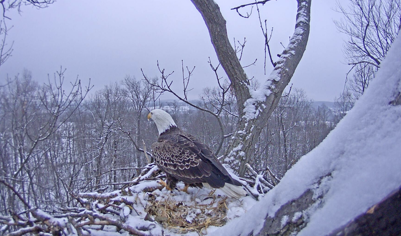 Bald Eagle in Snow