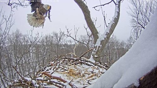 Eagle building nest