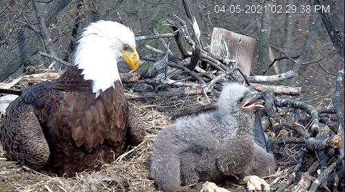 eagle and eaglet