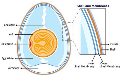 egg