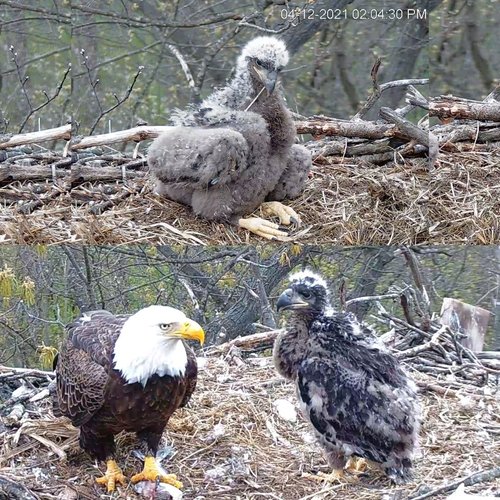 eaglets