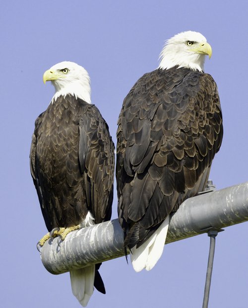 bald eagle pair