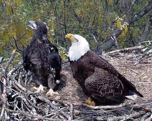 eagle pair