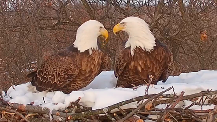 Bald Eagle