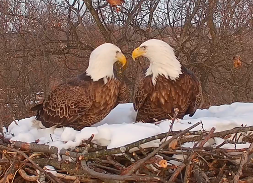 Bald Eagle