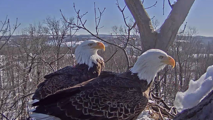 Two Bald Eagles in Nest in Snow