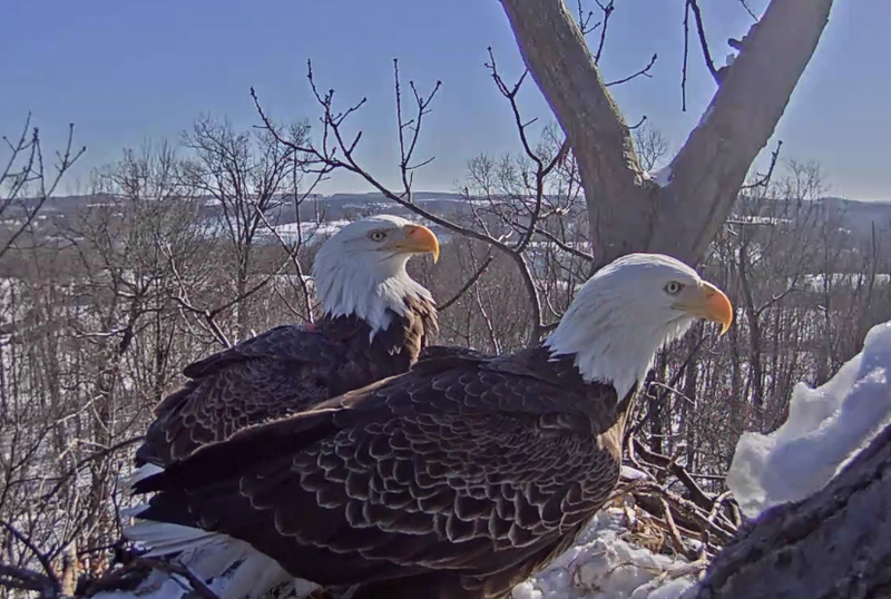 Two Bald Eagles in Nest in Snow