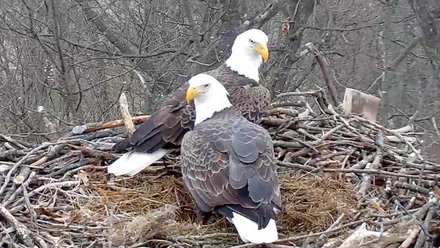 bald eagle