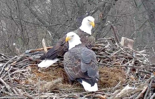 bald eagle