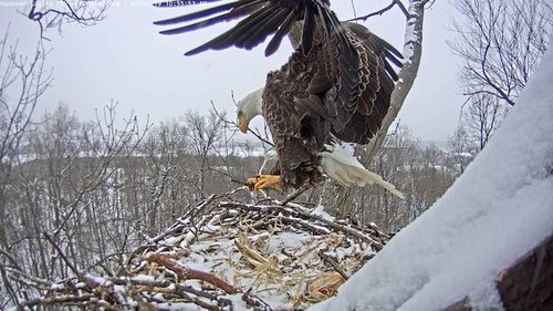 Eagle building nest