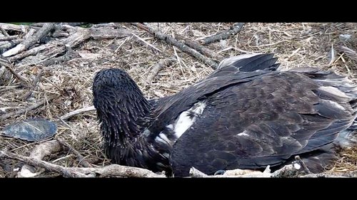 eagle on nest