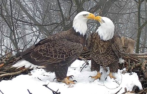 eagles kissing