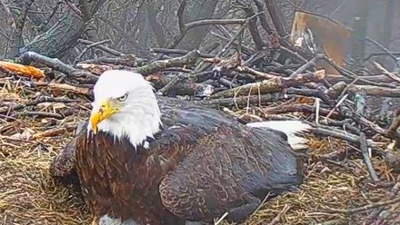 eagle on eaglet