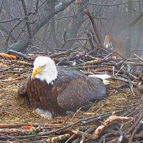 eagle on eaglet