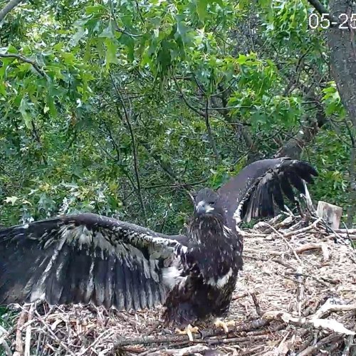 wing span