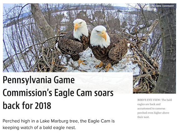 Hanover Eagles In The Nest