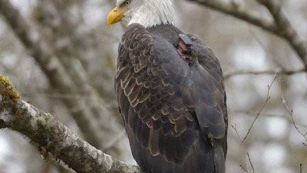 eagle on perch