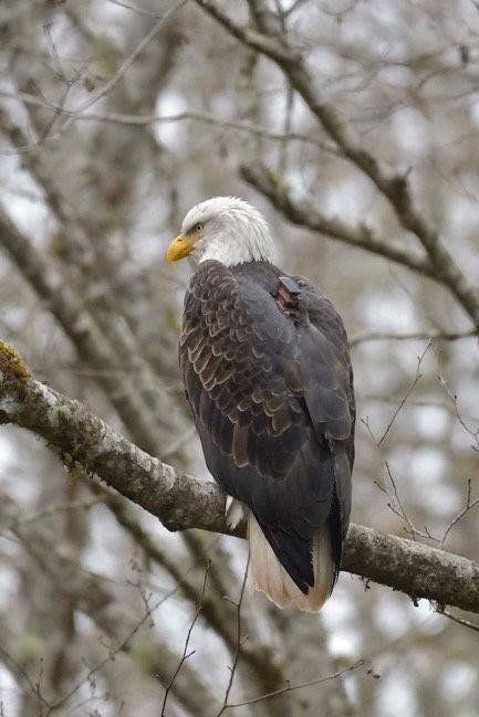 eagle on perch