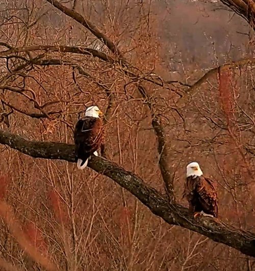 eagles