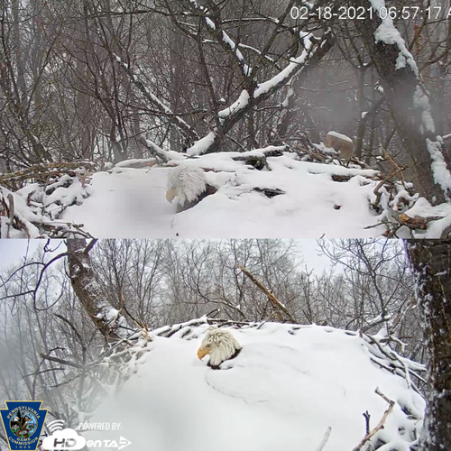 eagles in snow