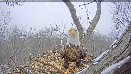 Eagle on Nest