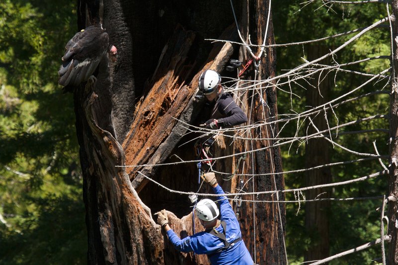 Installing Cams in Tree Trunk