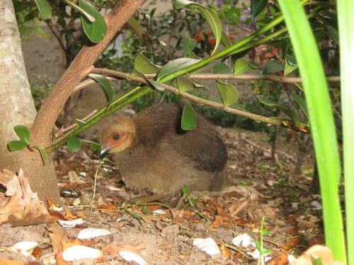 brush turkey