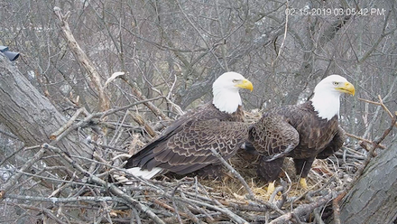 Hanover bald eagles