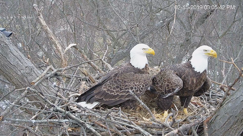 Hanover bald eagles