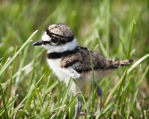 Precocial Killdeer