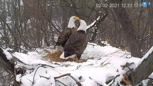 bald eagles in snow