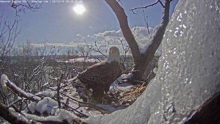 hanover eagles in snow
