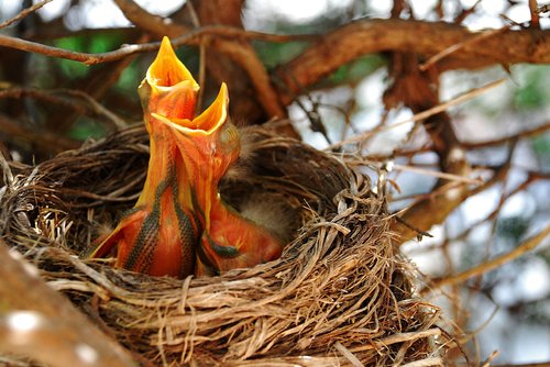 robin chicks