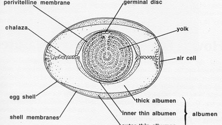 egg graph