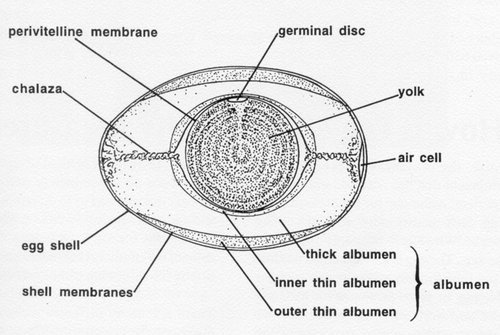 egg graph