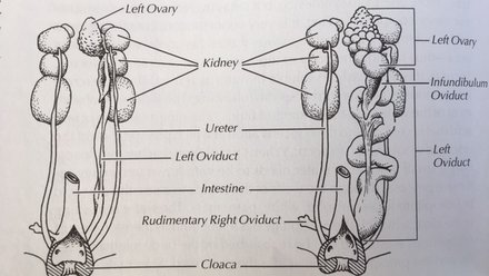 Eagle reproductive system
