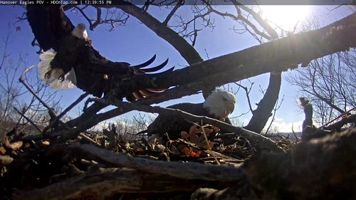 bald eagle