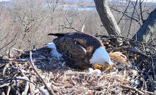 bald eagle