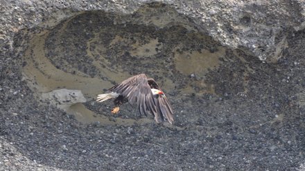 Eagle flying