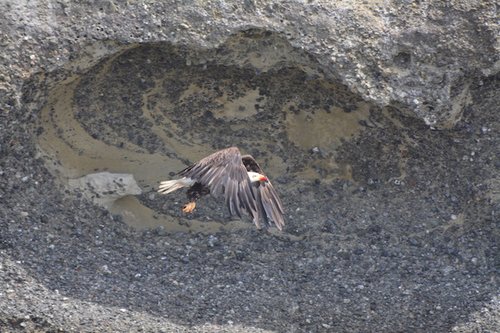 Eagle flying