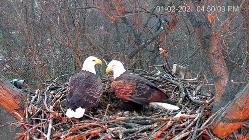 Hanover bald eagles