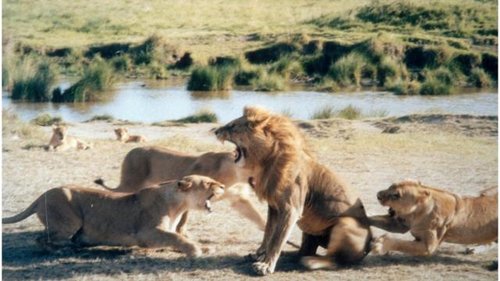 lion being attacked by lioness