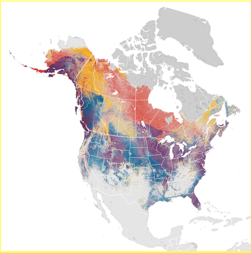 migration map for bald eagles