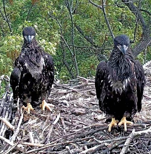 pair of eaglets sitting in a nest