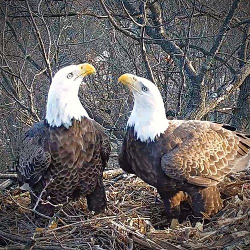 pair of hanover eagles