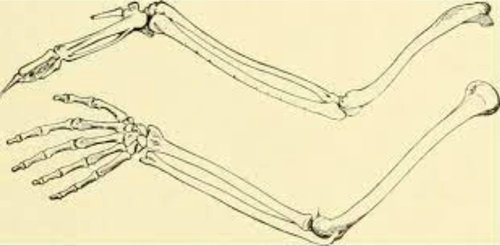 bird and mammal wing anatomy