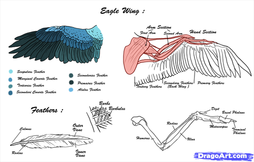 wing span